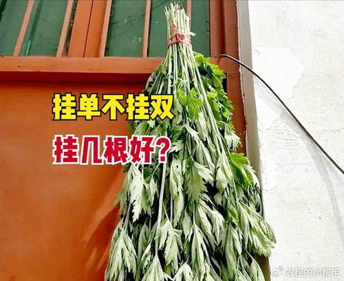 端午挂艾草有什么讲究